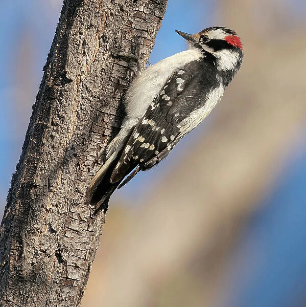 Hairy woodpecker, Ojito de San Antonio trail, New Mexico Date: 16-04-2021