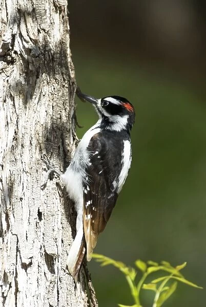 Hairy Woodpecker On tree trunk. Zion National Park, Utah