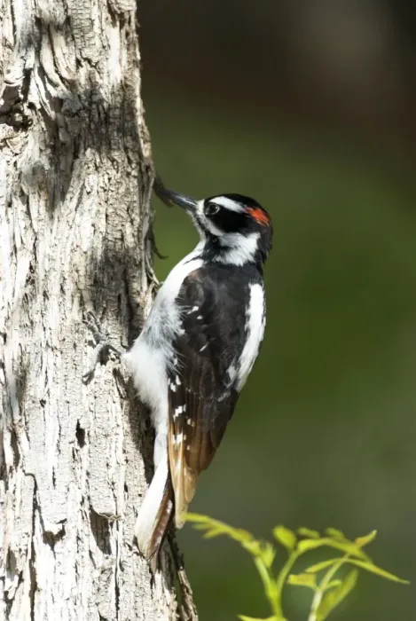 Framed Print : Hairy Woodpecker On tree trunk. Zion National Park, Utah