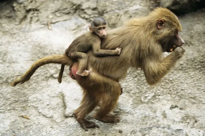 Framed Print : Hamadryas Baboon - female transporting offspring Framed Print : Hamadryas Baboon - female transporting offspring