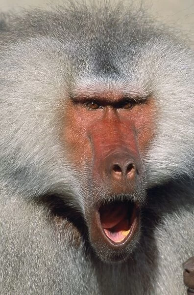Hamadryas Baboon - male, calling. National Zoological Gardens, Pretorria, South Africa