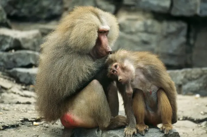 Framed Print : Hamadryas Baboon Male delousing female Framed Print : Hamadryas Baboon Male delousing female