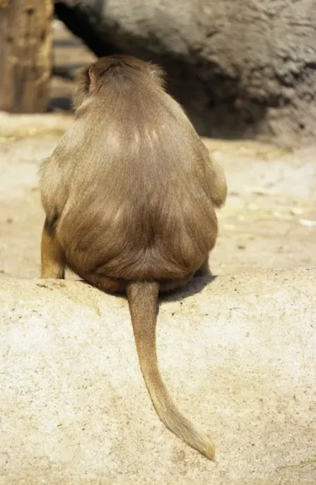 Framed Print : Hamadryas Baboon - rear view Framed Print : Hamadryas Baboon - rear view