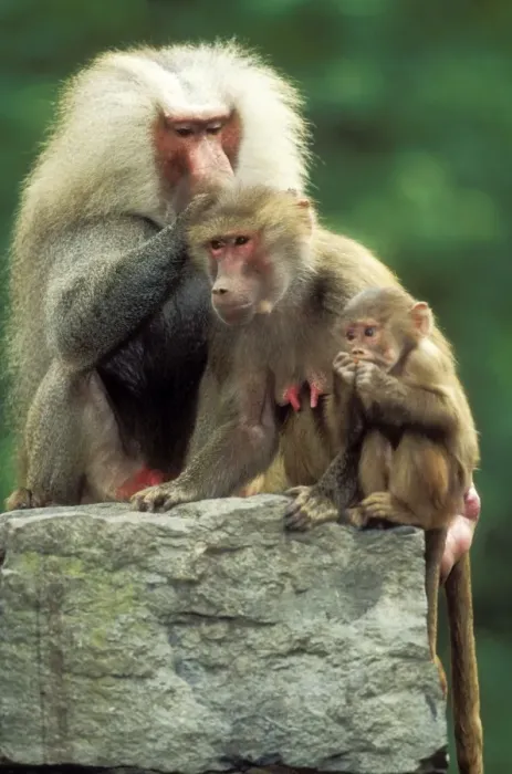 Framed Print : Hamadryas Baboons Family group, male delousing female