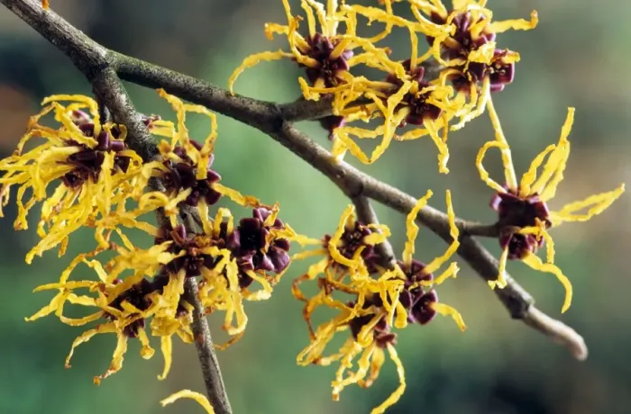 Framed Print : Hamamelis. ME-1699. Hamamelis - in spring Framed Print : Hamamelis. ME-1699. Hamamelis - in spring