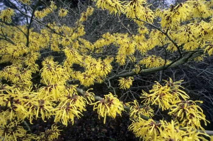 Framed Print : Hamamelis - garden - Kalmthout Belgium - Arboretum Framed Print : Hamamelis - garden - Kalmthout Belgium - Arboretum