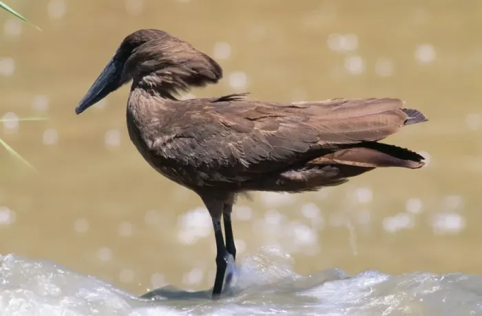 Framed Print : Hamerkop Africa Framed Print : Hamerkop Africa