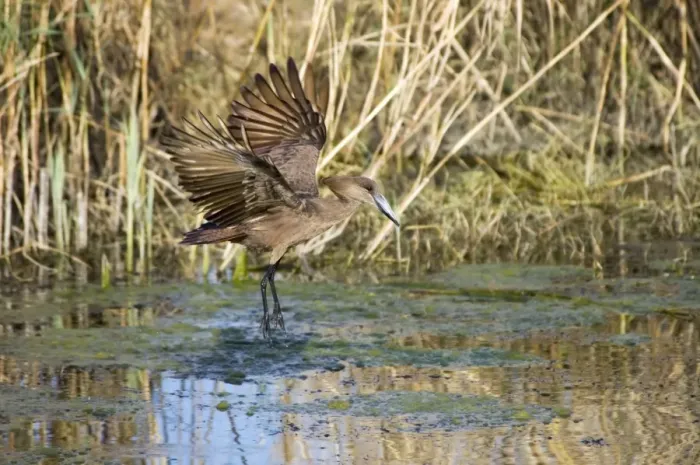 Framed Print : Hamerkop in flight. Andries Vosloo Kudu Reserve, nr Grahamstown, Eastern Cape, South Africa Framed Print : Hamerkop in flight. Andries Vosloo Kudu Reserve, nr Grahamstown, Eastern Cape, South Africa