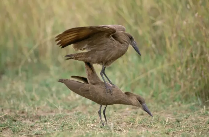 Framed Print : Hamerkop - pair mating Africa