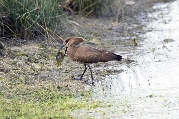 Hamerkop with tilapia fish. Andries Vosloo Kudu Reserve, nr Grahamstown, Eastern Cape, South Africa
