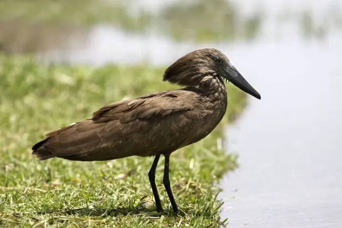 Framed Print : Hamerkop. Ziway - Arsi Region - Ethiopia Framed Print : Hamerkop. Ziway - Arsi Region - Ethiopia