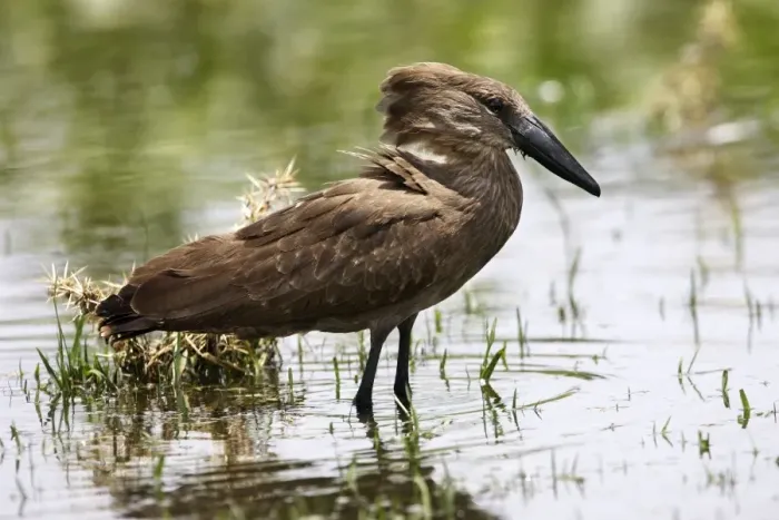 Framed Print : Hamerkop. Ziway - Arsi Region - Ethiopia Framed Print : Hamerkop. Ziway - Arsi Region - Ethiopia