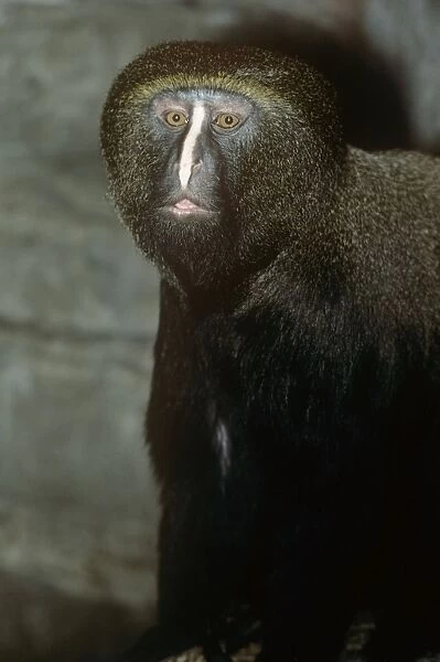 Hamlyn's Guenon  /  Owl-faced Monkey