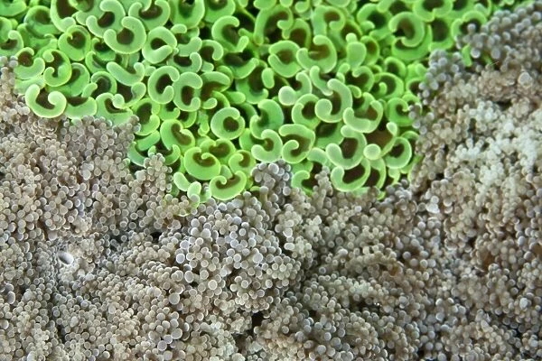 Hammer Coral - with Frogspawn Coral (Euphyllia divisa) - Indonesia