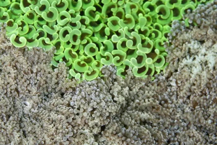 Framed Print : Hammer Coral - with Frogspawn Coral (Euphyllia divisa) - Indonesia Framed Print : Hammer Coral - with Frogspawn Coral (Euphyllia divisa) - Indonesia