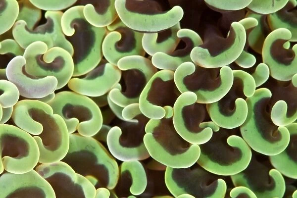 Hammer Coral - Indonesia