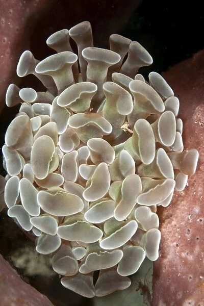 Hammer Coral - Indonesia