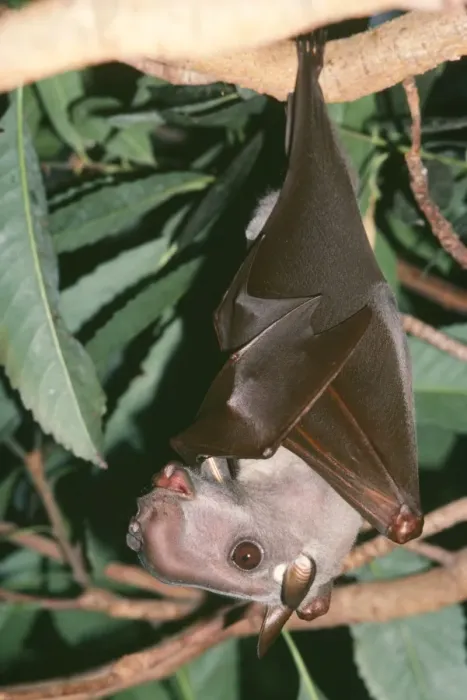 Framed Print : Hammerhead Fruit Bat Distribution: Gambia, Sudan, Zaire, North East Angola Framed Print : Hammerhead Fruit Bat Distribution: Gambia, Sudan, Zaire, North East Angola
