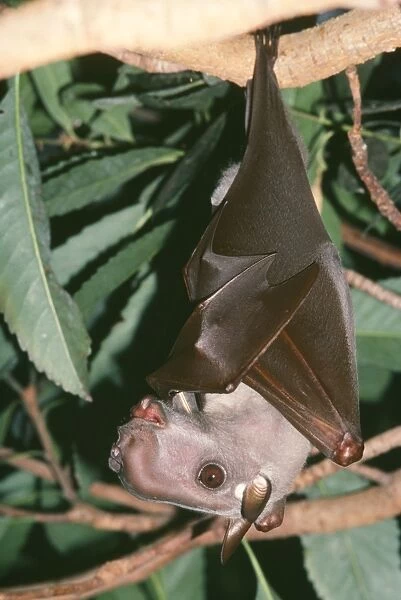 Hammerhead Fruit Bat Distribution: Gambia, Sudan, Zaire, North East Angola