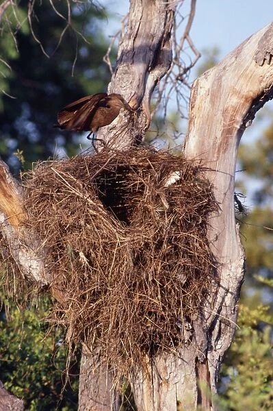 Hammerkop - building nest - Botswana - Africa