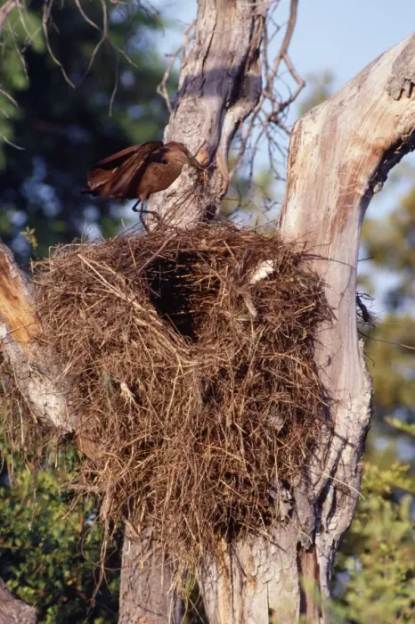 Framed Print : Hammerkop - building nest - Botswana - Africa Framed Print : Hammerkop - building nest - Botswana - Africa
