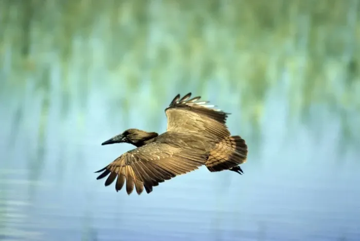 Framed Print : Hammerkop - in flight