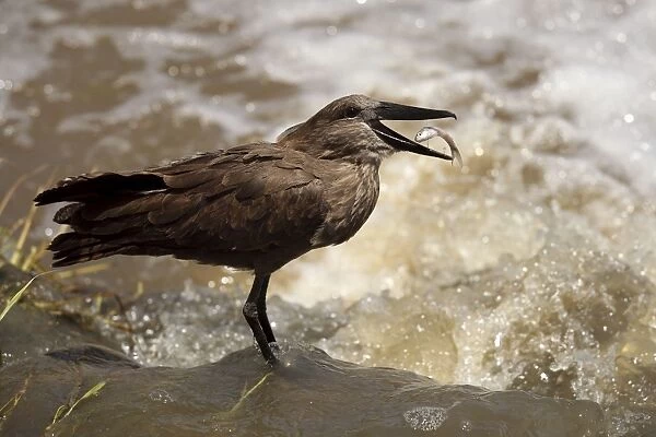 Hammerkop  /  Hammerkopf  /  Hammerhead  /  Hammerhead Stork  /  Umbrette  /  Umber Bird  /  Tufted Umber  /  Anvilhead - standing in water catching fish - Tanzania