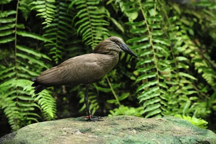 Framed Print : Hammerkop - Masoala National Park - Madagascar Framed Print : Hammerkop - Masoala National Park - Madagascar
