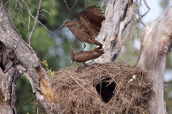 Hammerkop - at nest displaying Chobe, Botswana, Africa