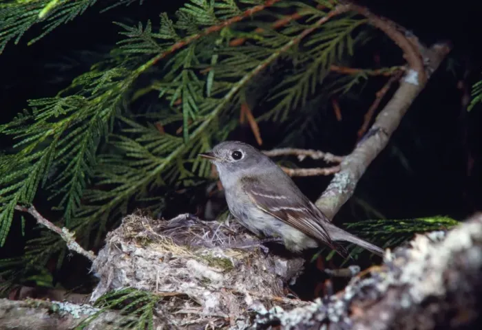 Framed Print : Hammond's Flycatcher Creston, British Columbia, Canada Framed Print : Hammond's Flycatcher Creston, British Columbia, Canada