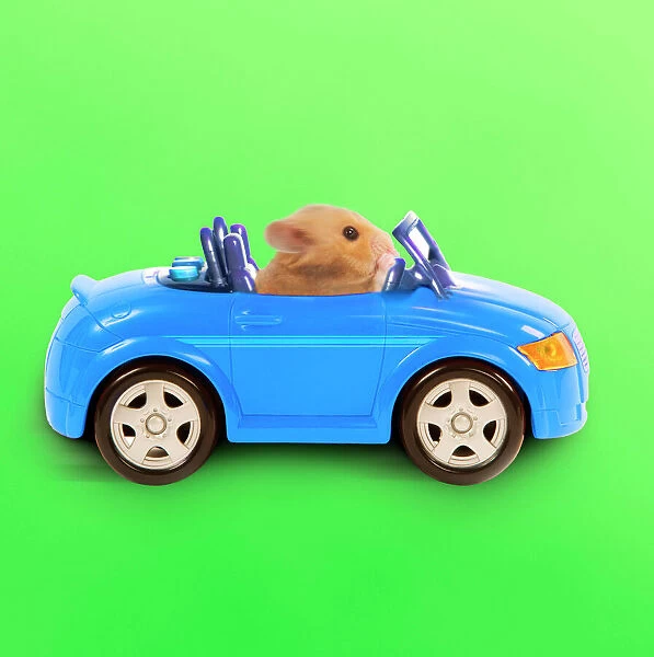 Hamster driving miniature sports convertible car Digital Manipulation: Changed background & car colour