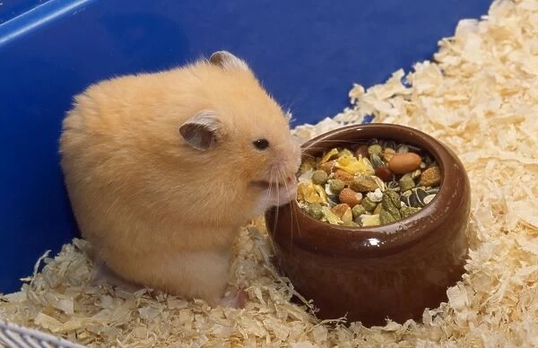 Hamster - eating from bowl