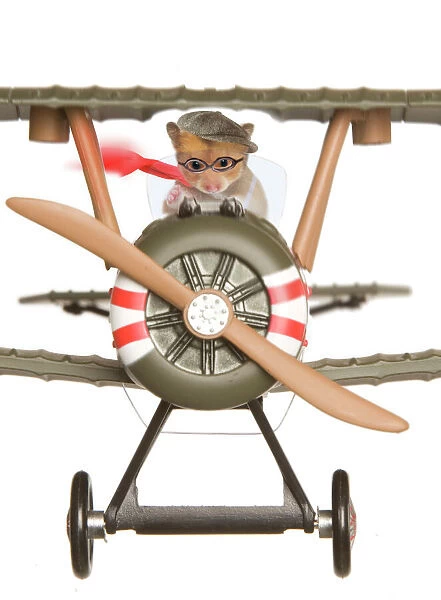 Hamster - flying aeroplane
