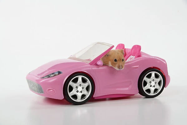 HAMSTER. hamster in a pink toy car