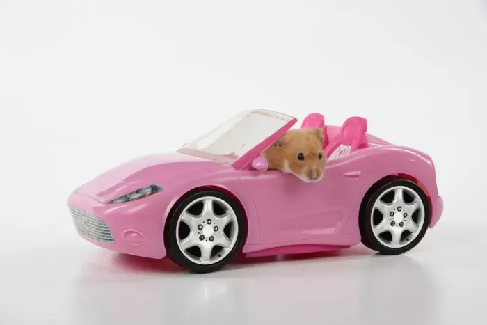 Framed Print : HAMSTER. hamster in a pink toy car Framed Print : HAMSTER. hamster in a pink toy car