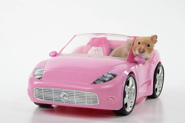 HAMSTER. hamster in a pink toy car