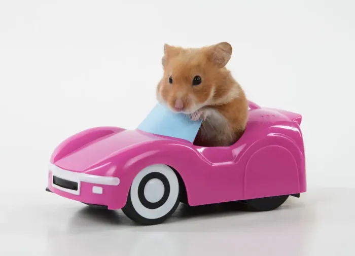 Framed Print : HAMSTER. hamster in a pink toy car Framed Print : HAMSTER. hamster in a pink toy car