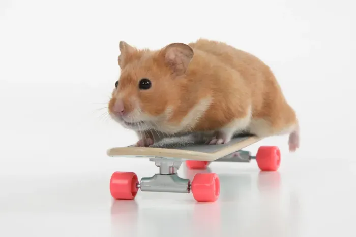 Framed Print : HAMSTER. Hamster on / with a scateboard, studio Framed Print : HAMSTER. Hamster on / with a scateboard, studio