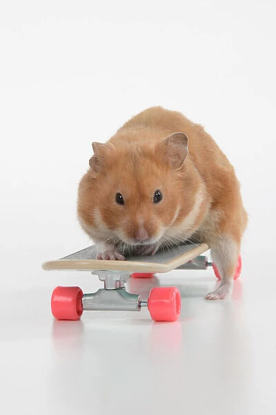 HAMSTER. Hamster on  /  with a scateboard, studio