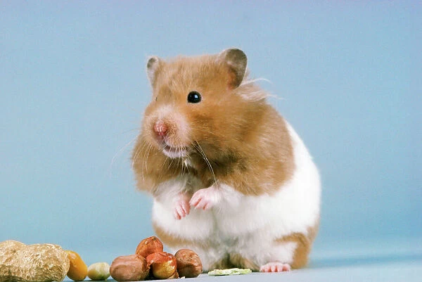 Hamster - & nuts