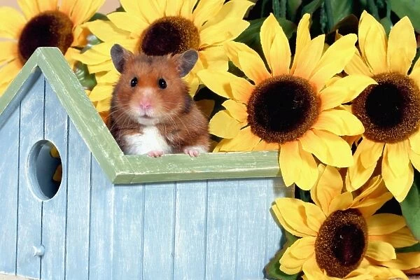 Hamster standing in Birdhouse in front of Sunflowers