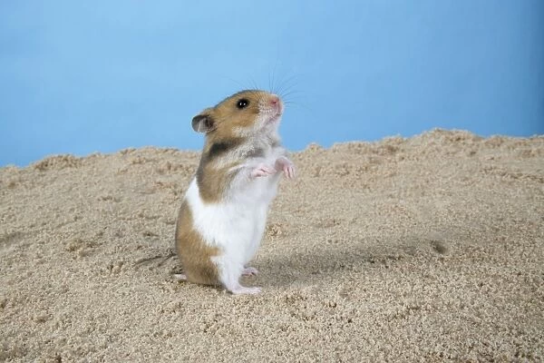 Hamster - Standing on hind legs