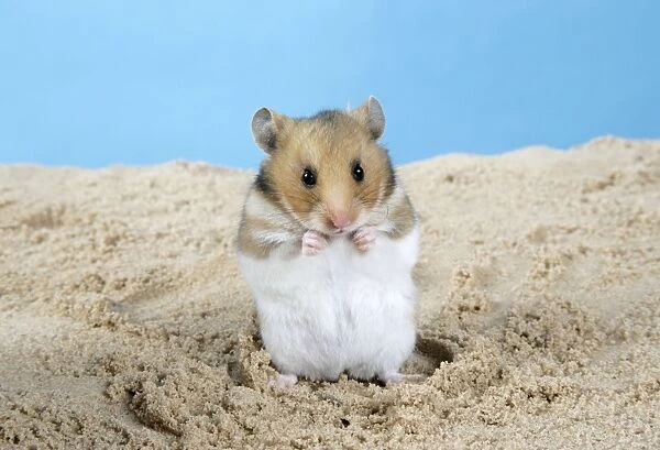 Hamster - Standing on hind legs (Manipulated Image - Stick removed)