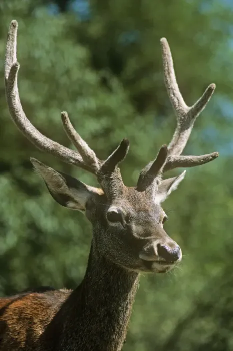 Framed Print : Hangul  /  Kashmir Deer - 2 years old. Dachigam National Park, Jammu & Kashmir
