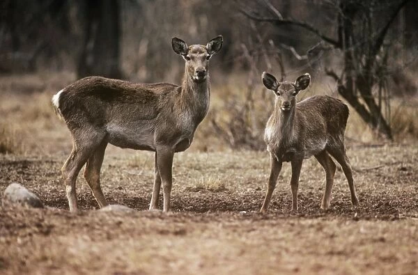 Hangul  /  Kashmir Deer - female with yearling Dachigam National Park, Jammu & Kashmir