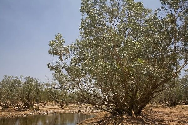 The Hann River with a Silver Melaleuca  /  Paperbark. Near the Tablelands Road, Mt House, Kimberley, Western Australia