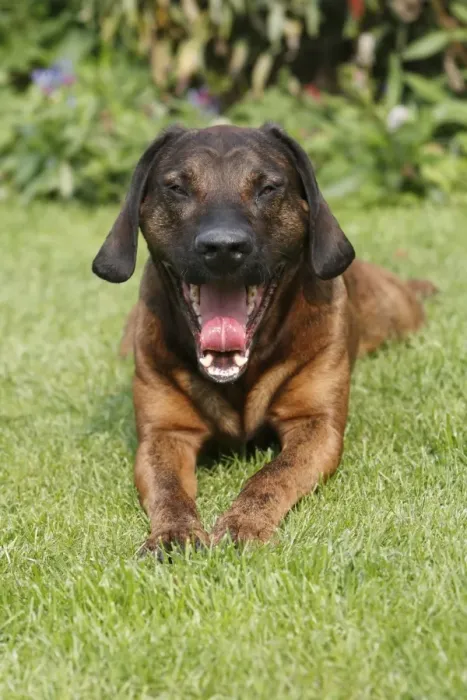 Framed Print : Hanover Hound - hunting dog lying down in garden - yawning - Germany Framed Print : Hanover Hound - hunting dog lying down in garden - yawning - Germany