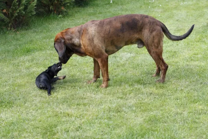Framed Print : Hanover Hound and Westfalen Terrier Puppy, two hunting dogs playing on garden lawn, Germany Framed Print : Hanover Hound and Westfalen Terrier Puppy, two hunting dogs playing on garden lawn, Germany