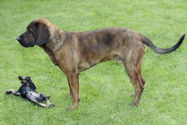 Hanover Hound and Westfalen Terrier Puppy, two hunting dogs playing on garden lawn, Germany
