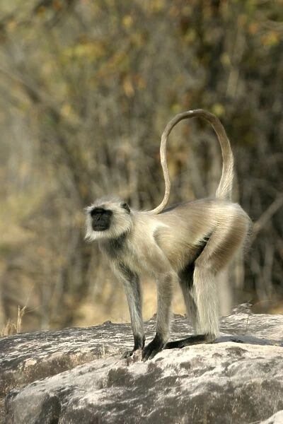 Hanuman  /  Grey or Common Langur monkey Bandhavgarh NP India